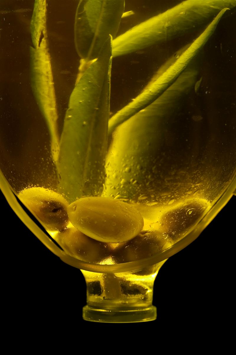 Extra Virgin Olive Oil